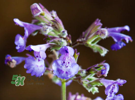 貓薄荷人能吃嗎？貓薄荷能吃嗎？