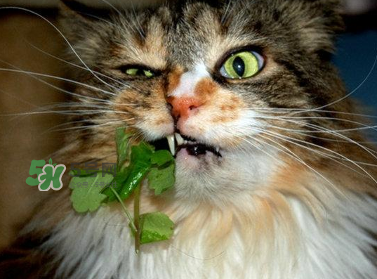 貓薄荷人能吃嗎？貓薄荷能吃嗎？