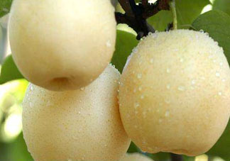 皇冠梨雞爪病能吃嗎？皇冠梨雞爪病怎么辦？