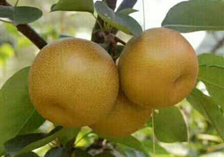 2017豐水梨多少錢一斤？豐水梨價(jià)格