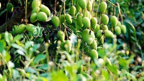 孕晚期能吃芒果嗎？孕晚期吃了很多芒果對胎兒好嗎？