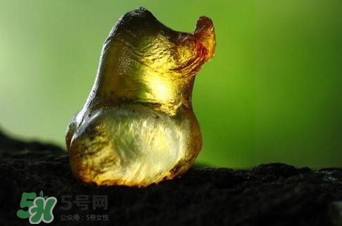 桃膠是發(fā)物嗎？桃膠是中藥嗎