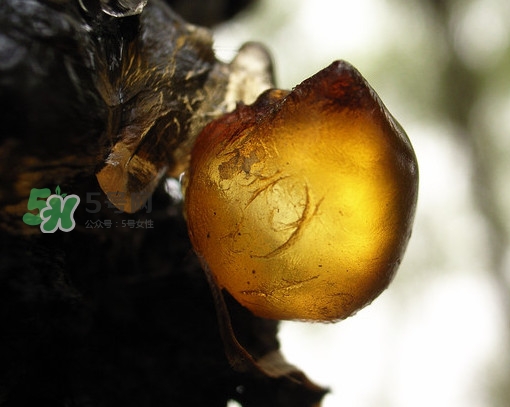 桃膠什么顏色的好？桃膠顏色深色好還是淺色好