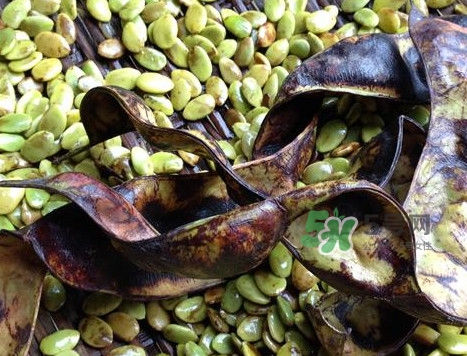 皂角米有沒有美容功效？吃皂角米美容靠不靠譜？