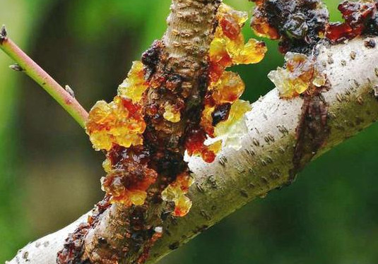 桃膠是什么東西？女性吃桃膠有什么好處