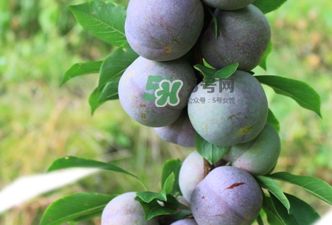 芙蓉李的營養(yǎng)價值 芙蓉李的功效與作用