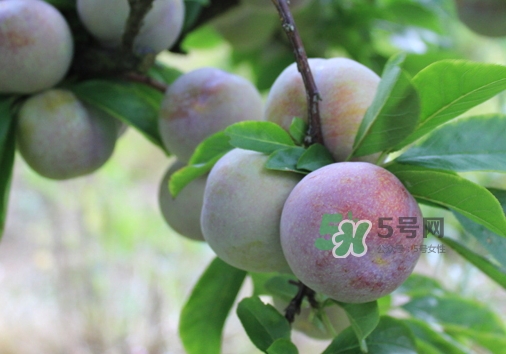 芙蓉李多少錢一斤？芙蓉李價格