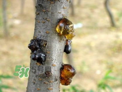 桃膠是桃樹上的膠嗎？桃膠是什么味道