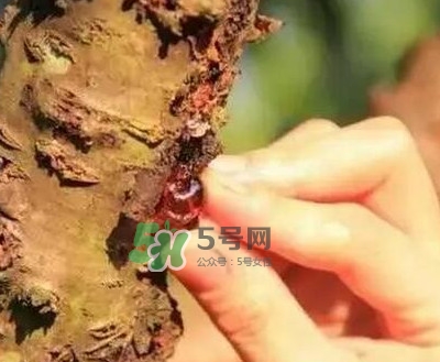 桃膠是桃樹上的膠嗎？桃膠是什么味道