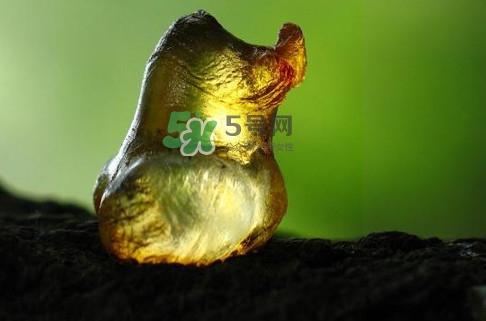 桃膠幾月份可以采摘？桃膠幾歲小孩能吃