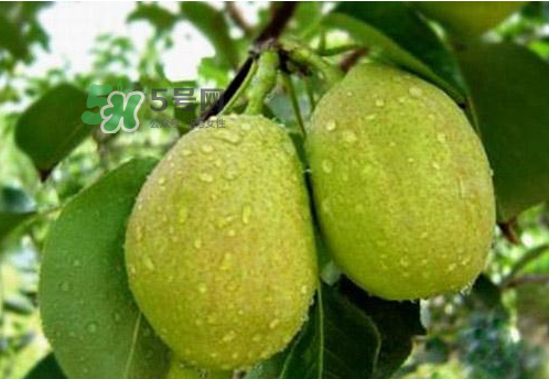 香梨是熱性還是涼性？香梨酸性還是堿性？