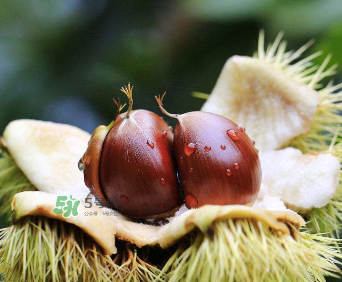 板栗生吃有什么好處？板栗生吃的功效