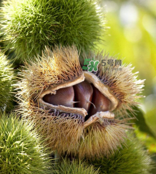 板栗生吃有什么好處？板栗生吃的功效