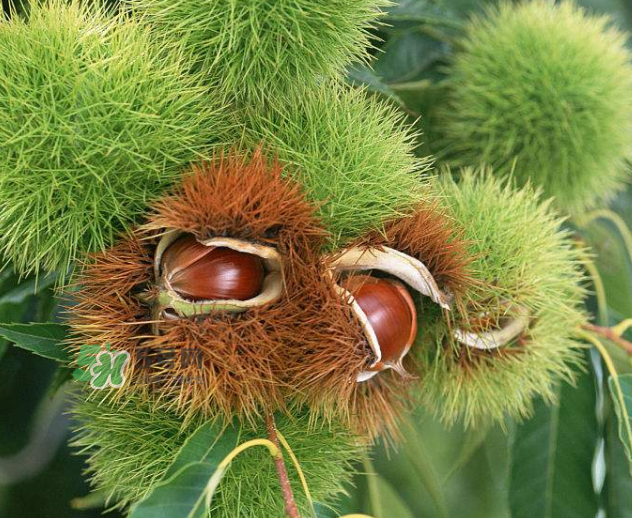 板栗生吃有什么好處？板栗生吃的功效