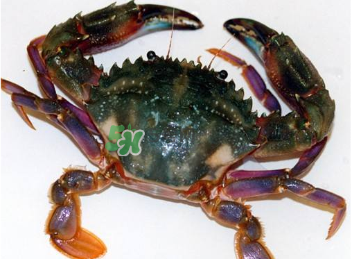 蘭花蟹蒸多長時間？蘭花蟹的做法