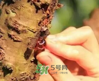 桃膠適合什么人吃？吃桃膠會(huì)上火嗎？