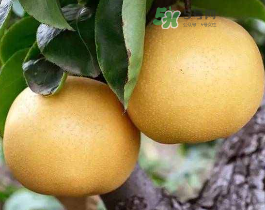 豐水梨和雪梨哪個(gè)好？豐水梨和雪梨的區(qū)別