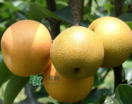 豐水梨和雪梨哪個(gè)好？豐水梨和雪梨的區(qū)別