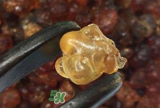 桃膠幾月份可以采摘？桃膠幾歲小孩能吃