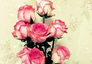 roseonly怎么讀？roseonly怎么讀在線讀？