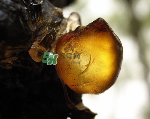 桃膠什么時(shí)候采摘最好？桃膠什么時(shí)候吃最好