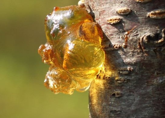 桃膠是什么東西？女性吃桃膠有什么好處