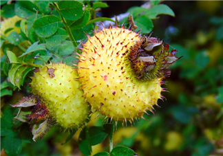 刺梨泡水喝能降血壓嗎？刺梨治療高血壓有用嗎？