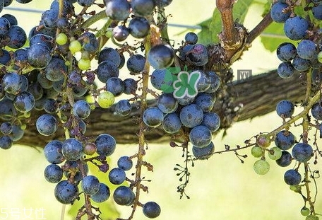 紫葡萄的營養(yǎng)價(jià)值_紫葡萄的功效與作用及飲食禁忌 紫葡萄的營養(yǎng)價(jià)值_紫葡萄的功效與作用及飲食禁忌