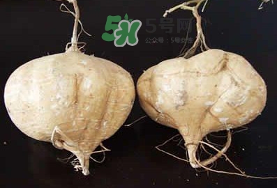 涼薯是什么東西？涼薯是地瓜嗎？