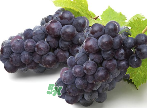 戶太八號什么時候成熟？戶太八號幾月份成熟？