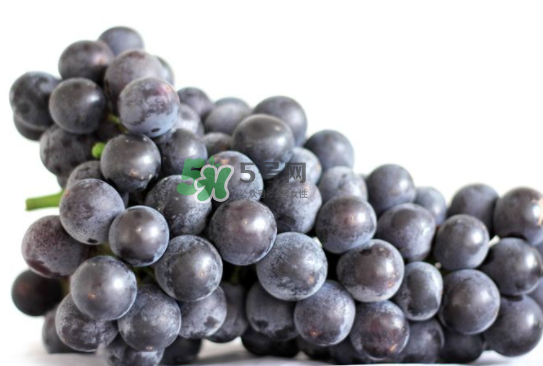 戶太八號什么時候成熟？戶太八號幾月份成熟？