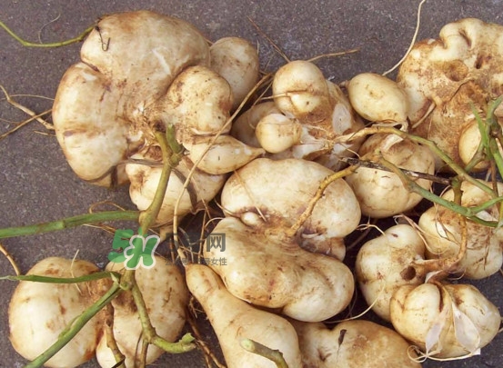 涼薯是水果嗎？涼薯是發(fā)物嗎