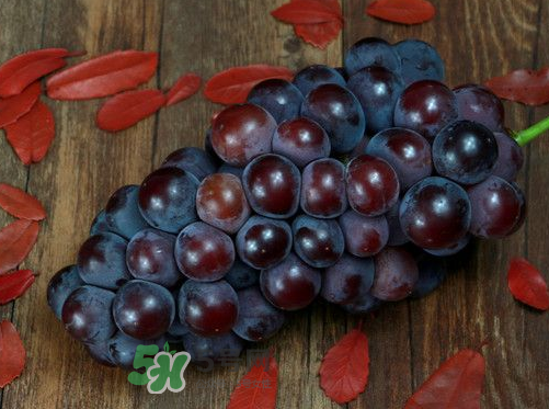 戶太八號多少錢一斤？戶太八號為什么在全國很有名？