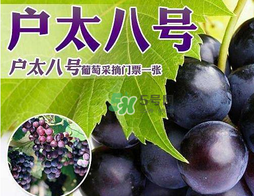 戶太八號多少錢一斤？戶太八號為什么在全國很有名？