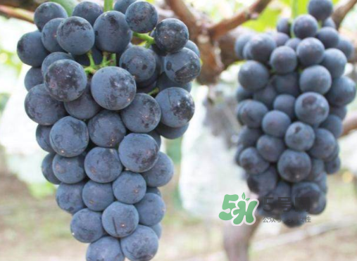 戶太八號和巨峰哪個好？戶太八號和巨峰的區(qū)別