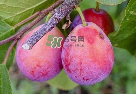 新鮮西梅怎么保存？西梅的保存方法