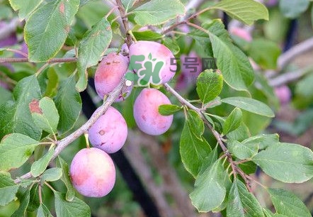 西梅是酸性還是堿性食物？西梅是甜的還是酸的