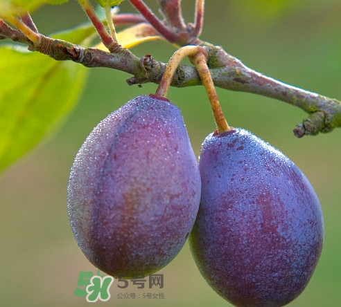 吃西梅上火嗎？新鮮西梅怎么吃