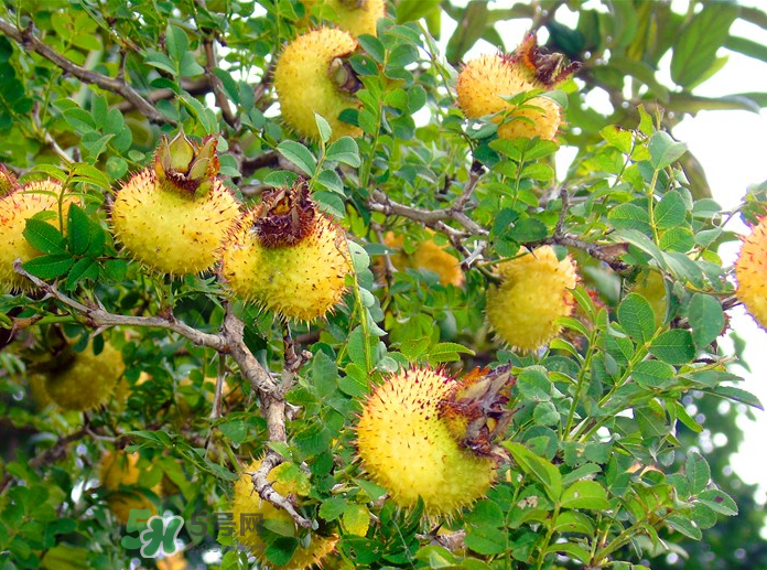 刺梨怎么吃？刺梨正確吃法