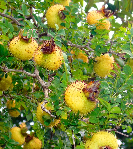 刺梨泡茶能經(jīng)常喝嗎？刺梨泡水喝禁忌多