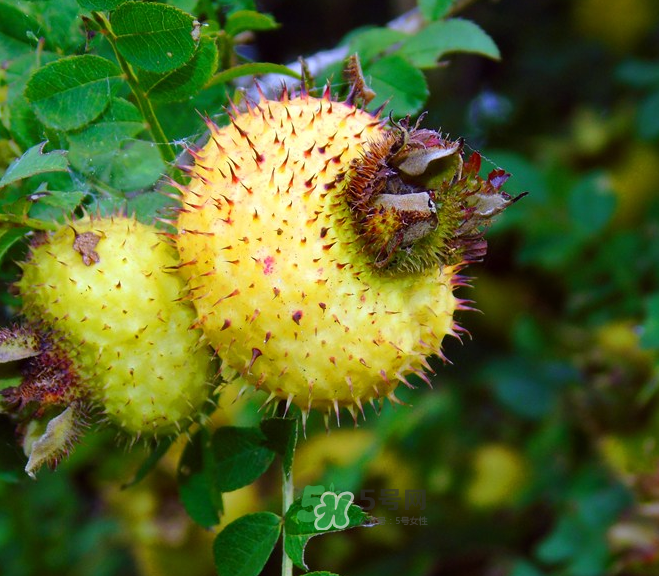 刺梨泡茶能經(jīng)常喝嗎？刺梨泡水喝禁忌多
