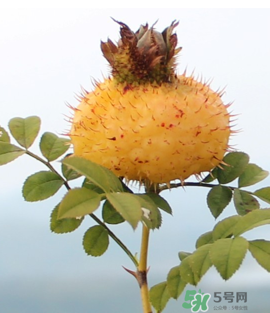 刺梨泡茶能經(jīng)常喝嗎？刺梨泡水喝禁忌多