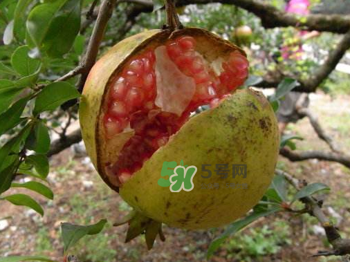 石榴為什么會裂開？石榴裂果是怎么回事？