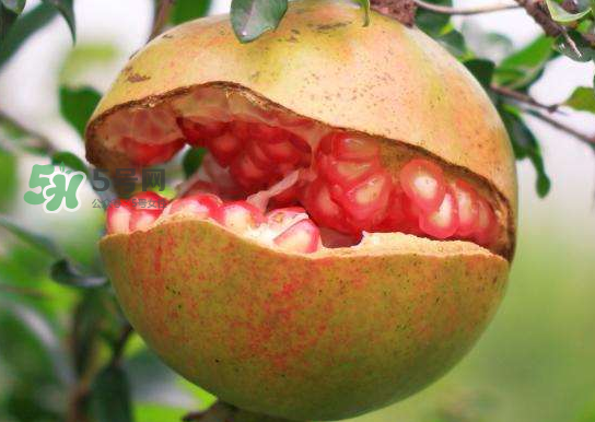 石榴為什么會裂開？石榴裂果是怎么回事？