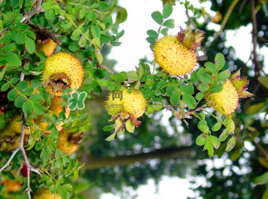 刺梨泡水喝能降血壓嗎？刺梨治療高血壓有用嗎？