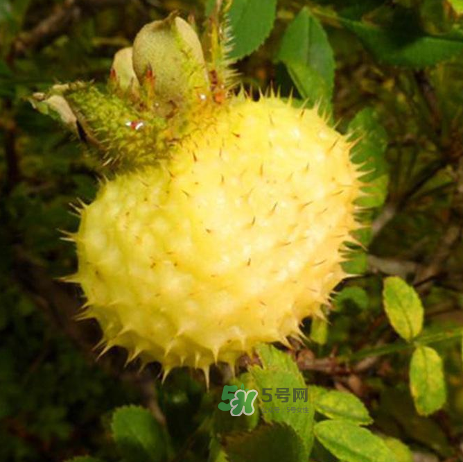 刺梨泡水喝能降血壓嗎？刺梨治療高血壓有用嗎？