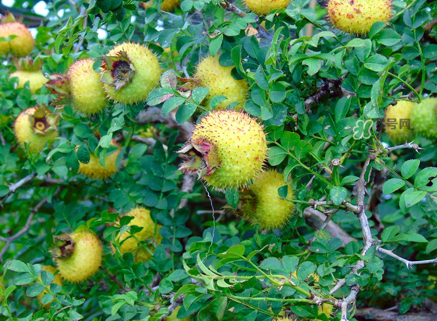 刺梨泡水喝能降血壓嗎？刺梨治療高血壓有用嗎？