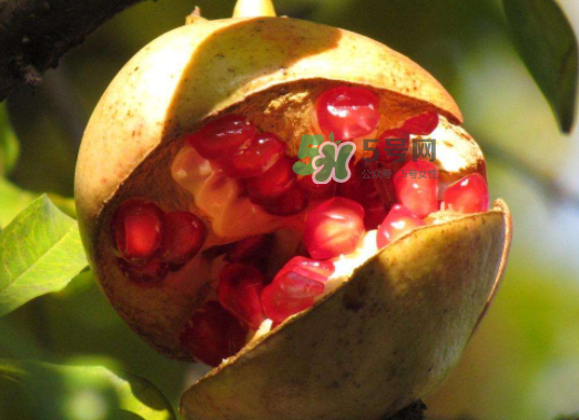 石榴為什么會裂開？石榴裂果是怎么回事？