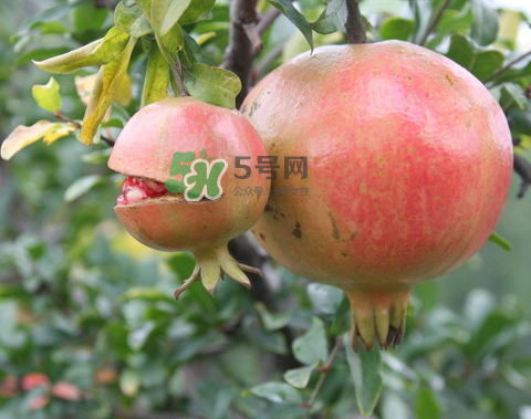 石榴為什么會爛？石榴怎么存放不會爛？