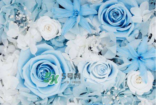 野獸派永生花會死嗎？野獸派永生花是什么？